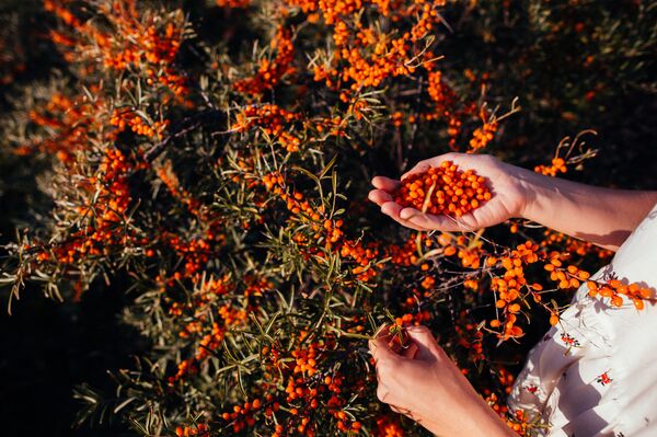 El 'boom' de la belleza rusa: ¿por qué cada vez más países eligen la cosmética siberiana? - Sputnik Mundo