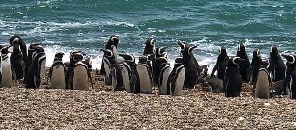 Pingüinos magallánicos en Chubut, Argentina Pingüinos magallánicos en Chubut, Argentina - Sputnik Mundo