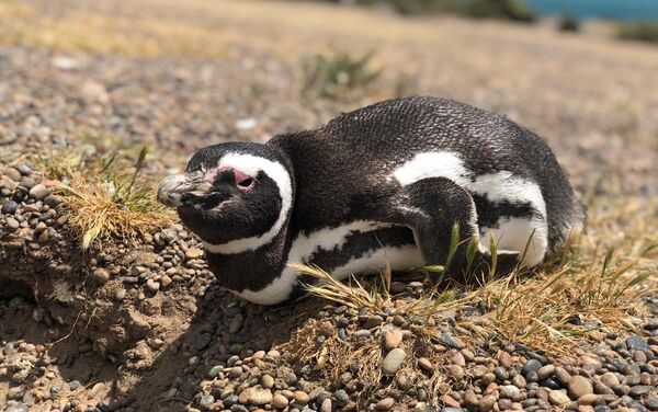 Un pingüino de Magallanes cerca de su nido en Chubut, Argentina - Sputnik Mundo