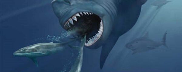 Impresión artística de un megalodón persiguiendo dos ballenas barbadas - Sputnik Mundo