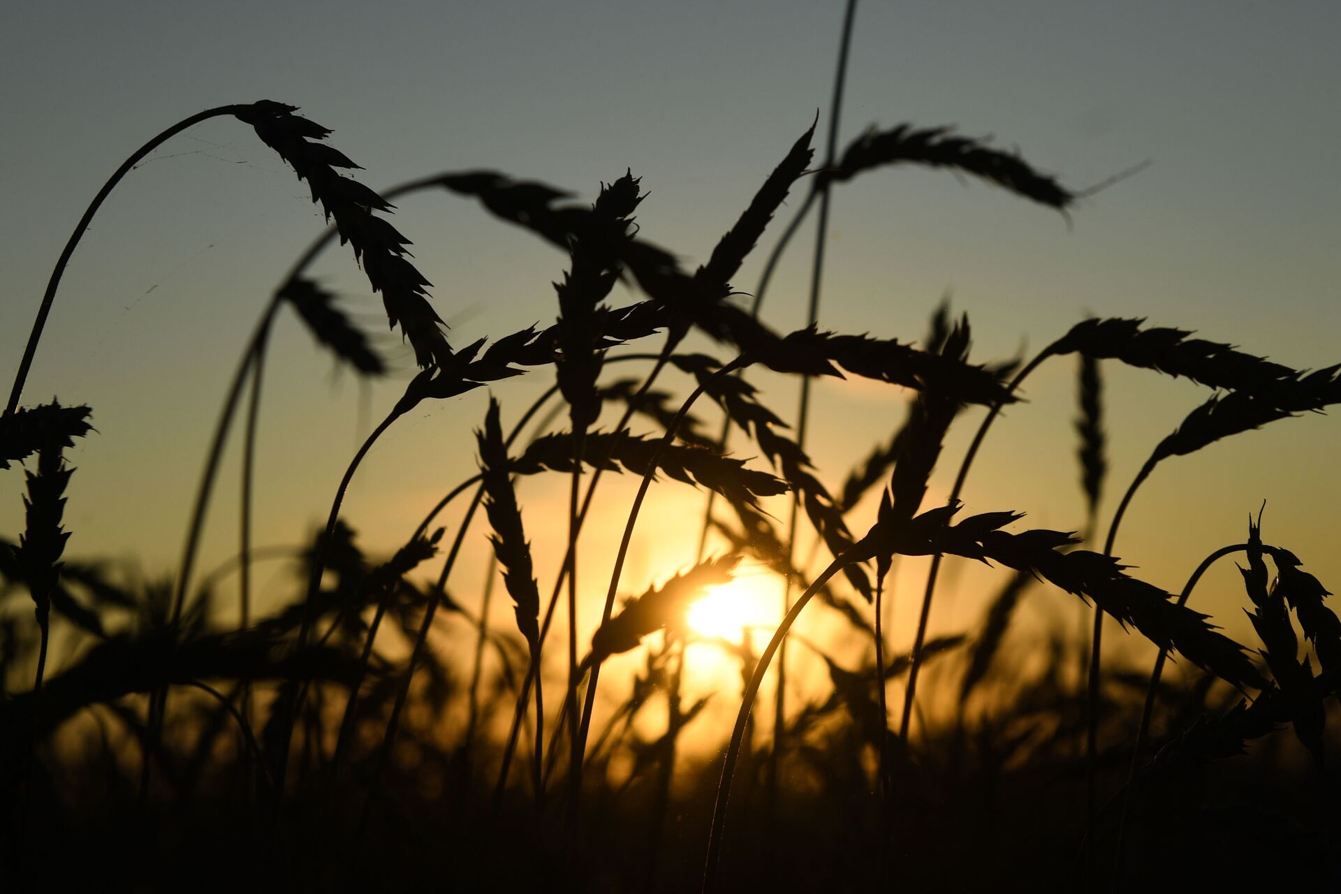 Cereales en Rusia - Sputnik Mundo, 1920, 11.02.2021