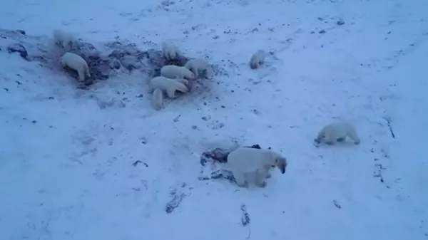 Más de 50 osos polares hambrientos rodean una aldea en Chukotka | Vídeo Más de 50 osos polares hambrientos rodean una aldea en Chukotka | Vídeo