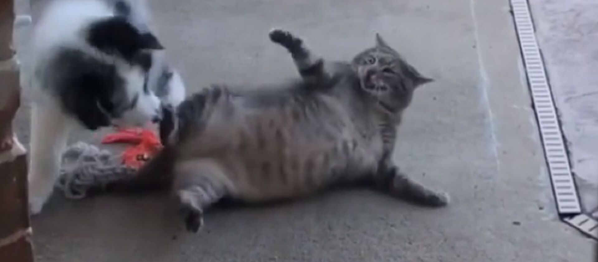Un gato gordo intenta ahuyentar a un perro… rodando - Sputnik Mundo, 1920, 06.12.2019