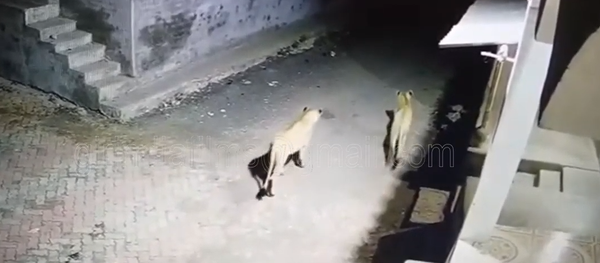 Leonas caminan por las calles de un pueblo indio - Sputnik Mundo