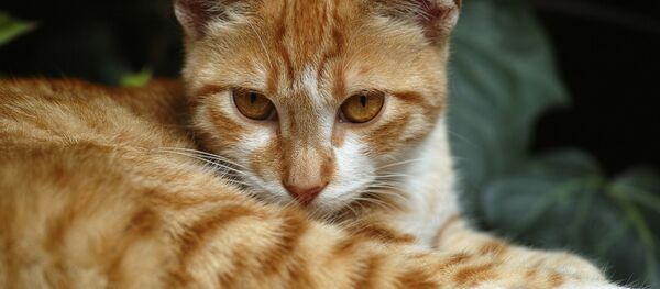 Un gato pelirrojo (archivo) Un gato pelirrojo (archivo) - Sputnik Mundo