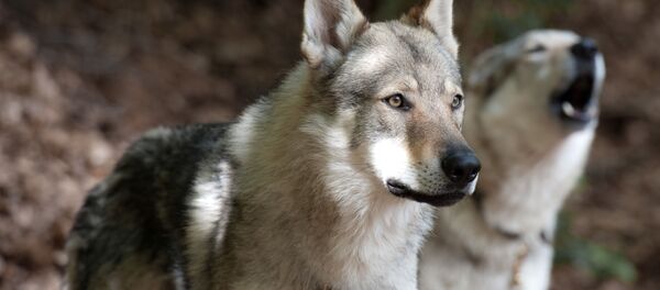 Unos lobos Unos lobos - Sputnik Mundo