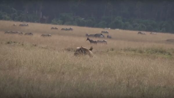 Una leona ataca a un ñu - Sputnik Mundo