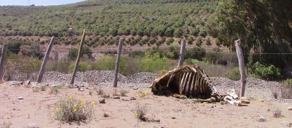 Localidad de Cabildo, Chile - contraste entre plantación de paltos y ganado muerto por sequía Localidad de Cabildo, Chile - contraste entre plantación de paltos y ganado muerto por sequía - Sputnik Mundo