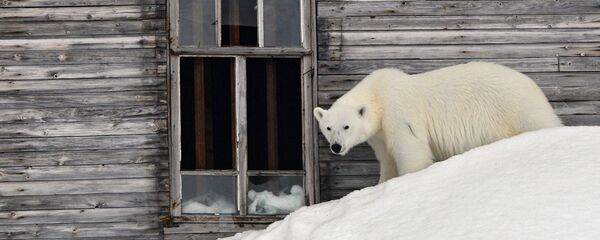 Un oso polar (archivo) - Sputnik Mundo
