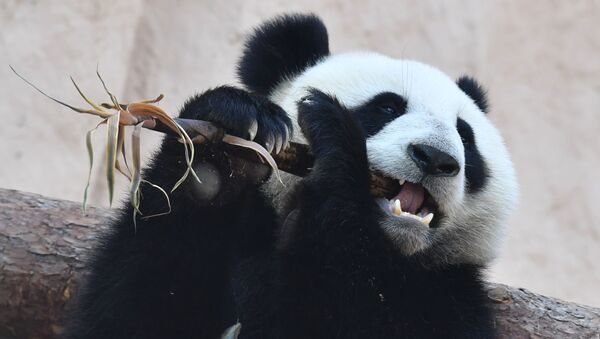 Un oso panda del Zoo de Moscú - Sputnik Mundo