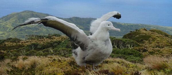 Albatros desplegando sus alas - Sputnik Mundo