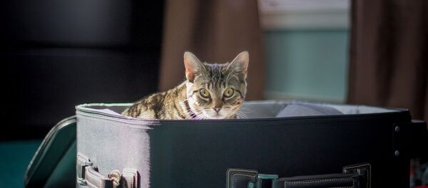 Un gato en una valija de viaje - Sputnik Mundo