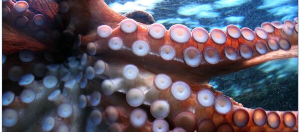 Un pulpo, imagen referencial - Sputnik Mundo