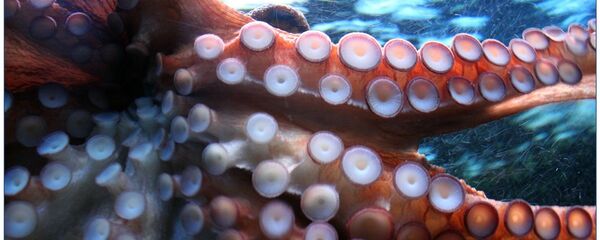 Un pulpo, imagen referencial - Sputnik Mundo