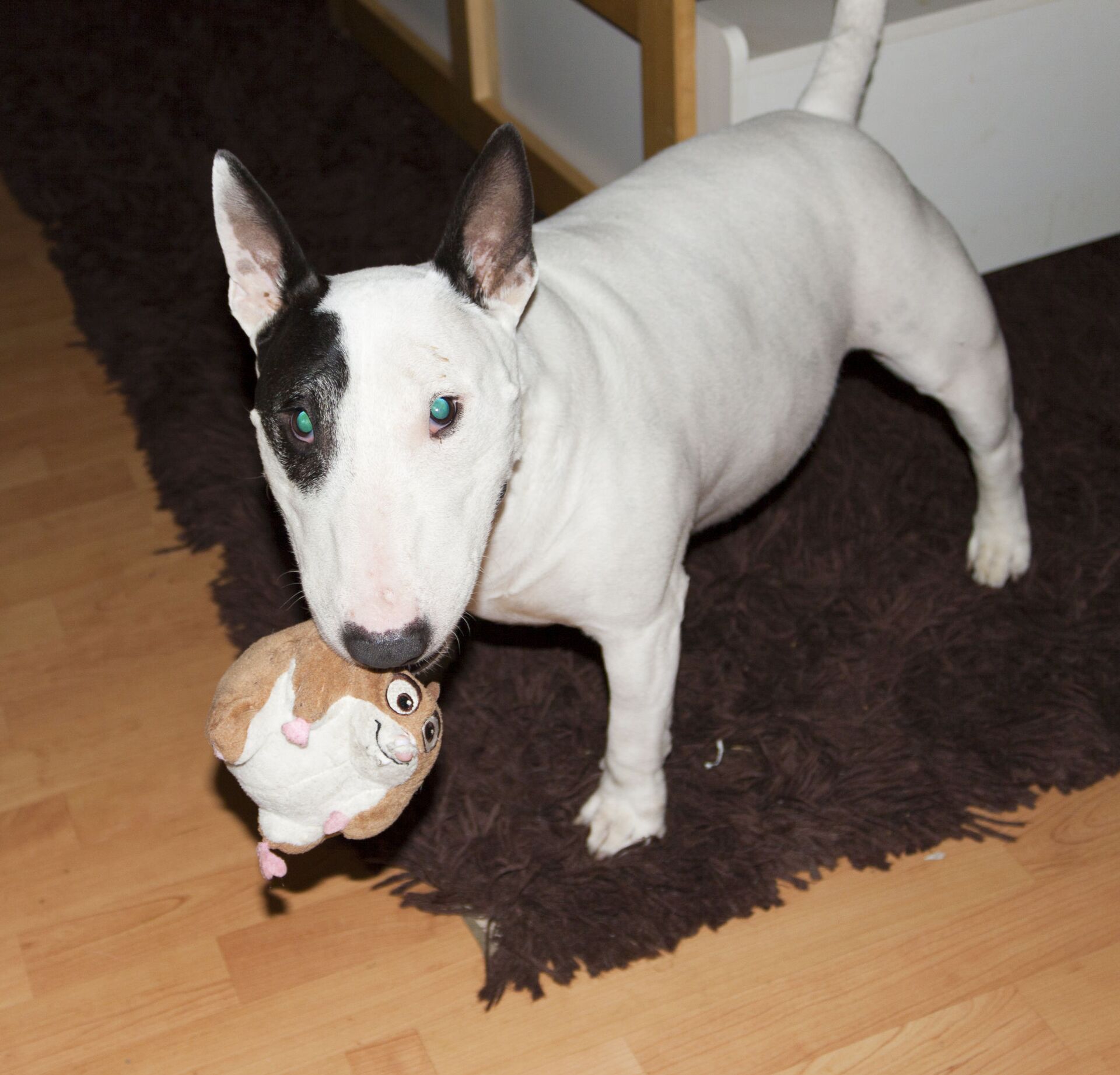 Un bull terrier inglés (imagen referencial) - Sputnik Mundo, 1920, 18.06.2021