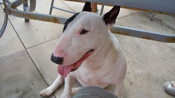 Un bull terrier inglés - Sputnik Mundo