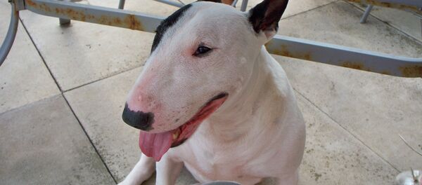 Un bull terrier inglés - Sputnik Mundo