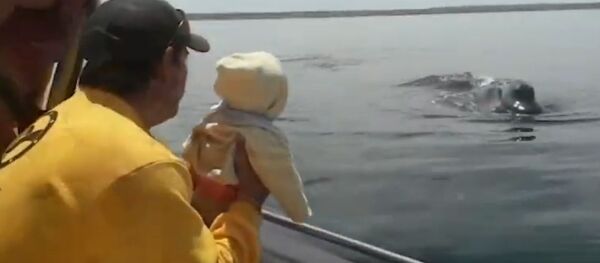 ¿Dónde está la ballena? El tierno juego entre este enorme animal y un bebé - Sputnik Mundo