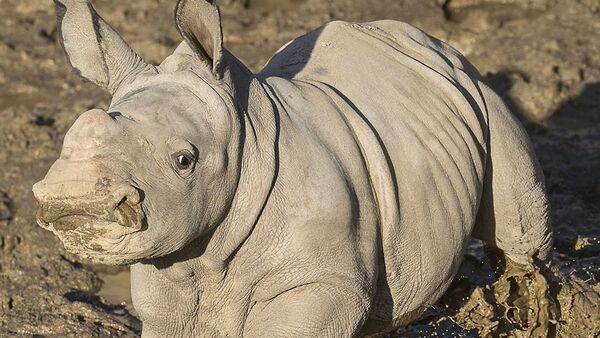 Future, el más nuevo rinoceronte del zoológico de San Diego - Sputnik Mundo