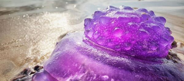 Un ejemplar de medusa coronada - Sputnik Mundo