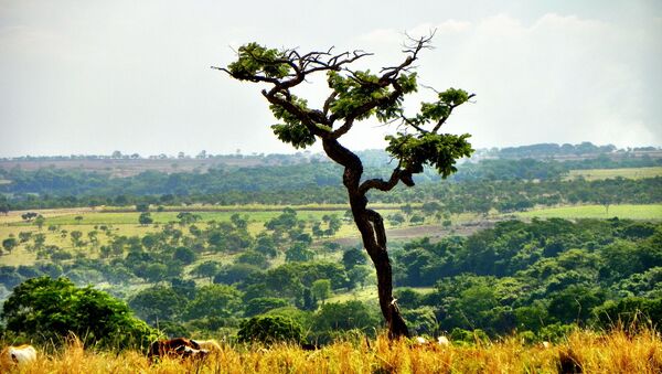 El cerrado, el bioma brasileño - Sputnik Mundo