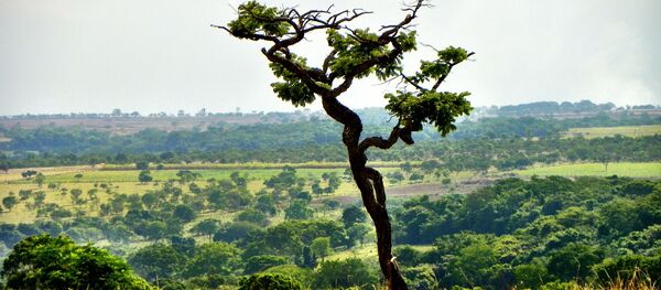 El cerrado, el bioma brasileño - Sputnik Mundo