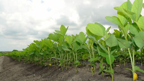 Plantación de soja (imagen referencial) - Sputnik Mundo