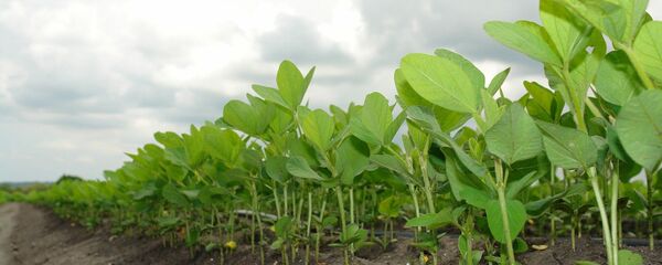 Plantación de soja - imagen referencial - Sputnik Mundo
