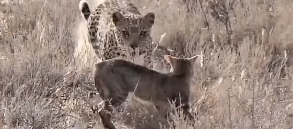 Un gatito salvaje se convierte en el almuerzo de un leopardo - Sputnik Mundo
