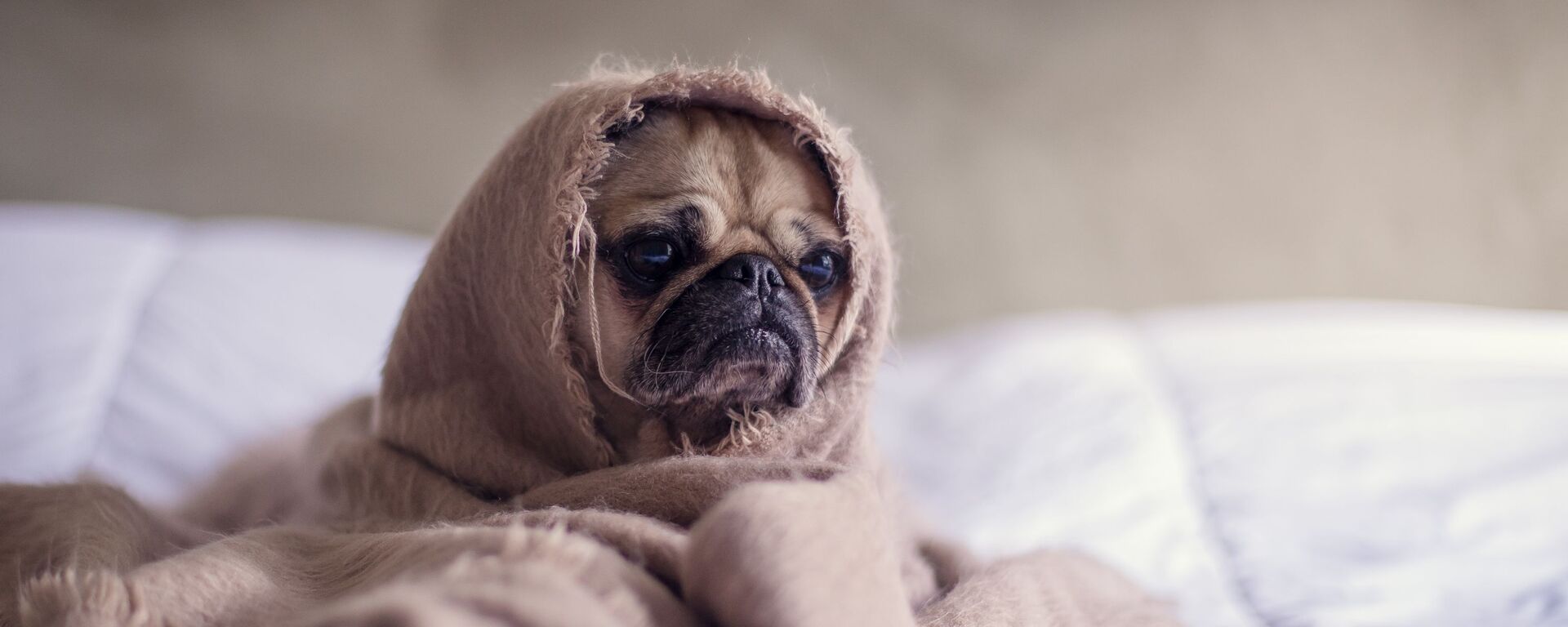 Un perrito con falta de sueño (imagen referencial) Un perrito con falta de sueño (imagen referencial) - Sputnik Mundo, 1920, 19.04.2021