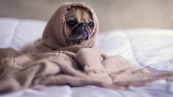 Un perrito con falta de sueño (imagen referencial) - Sputnik Mundo