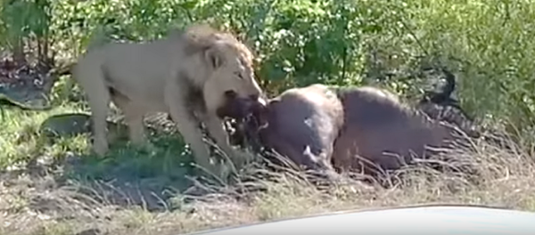 La naturaleza es cruel: un león le hace una 'cesárea' a una hembra de búfalo  - Sputnik Mundo