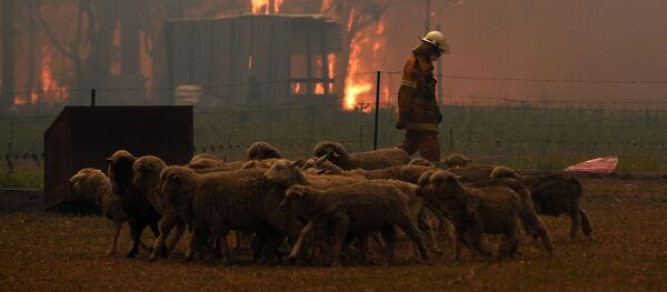 Incendios forestales en Australia - Sputnik Mundo