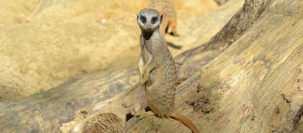 Una suricata. Imagen referencial - Sputnik Mundo