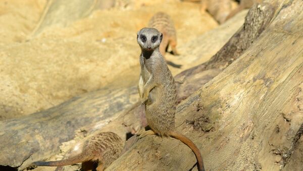Una suricata. Imagen referencial - Sputnik Mundo