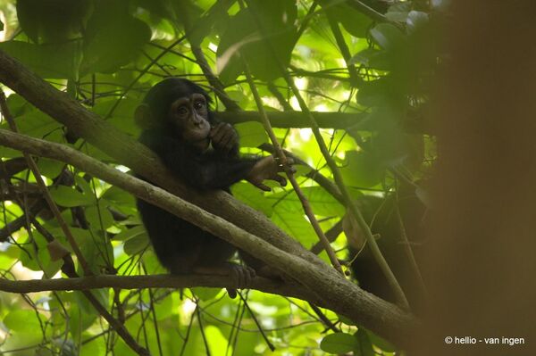 Chimpancés: las increíbles habilidades de nuestros primos evolutivos - Sputnik Mundo