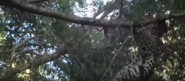 Un babuino ataca a un leopardo - Sputnik Mundo