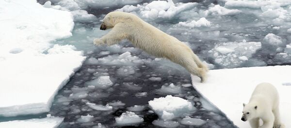 Unos osos polares en Chukotka - Sputnik Mundo