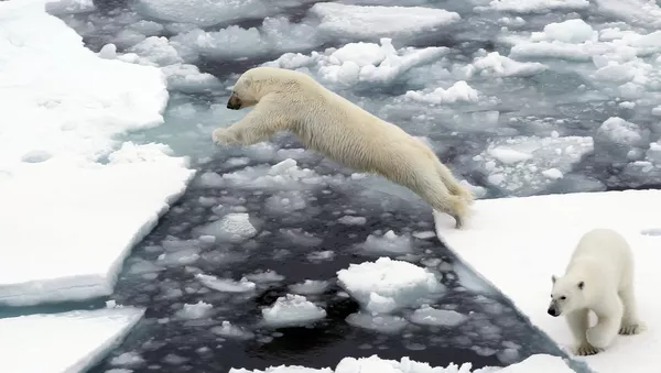 Unos osos polares en Chukotka