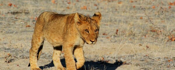 Un cachorro de león (archivo) - Sputnik Mundo