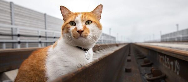 Móstik, el gato del puente de Crimea - Sputnik Mundo