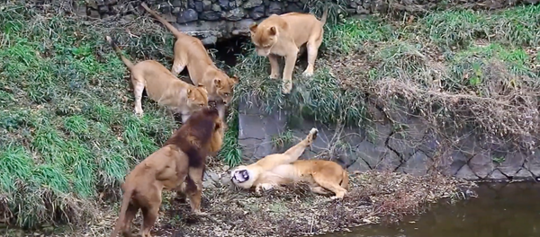 Una batalla feroz entre los leones - Sputnik Mundo