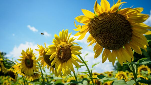 El campo de girasoles en Rusia - Sputnik Mundo