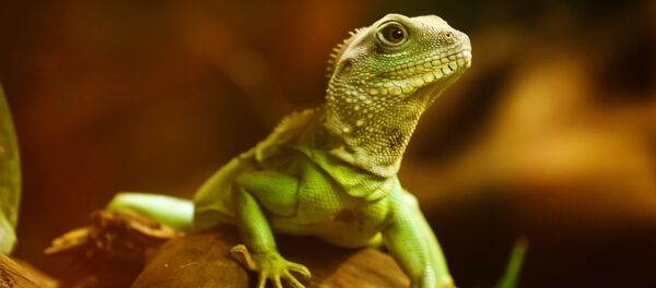 Un lagarto (imagen referencial) - Sputnik Mundo