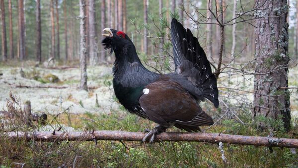 Un gallo de lira - Sputnik Mundo