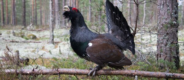 Un gallo de lira - Sputnik Mundo