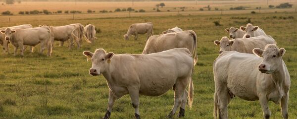 Ganado (imagen referencial) - Sputnik Mundo
