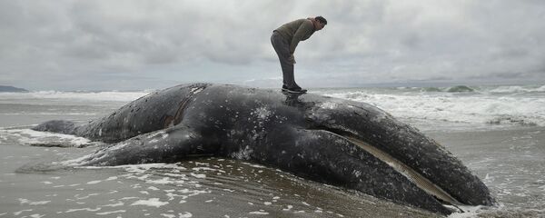 Ballena gris muerta en la bahía de San Francisco Ballena gris muerta en la bahía de San Francisco - Sputnik Mundo