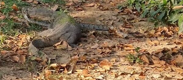 Una pitón lucha contra un varano - Sputnik Mundo