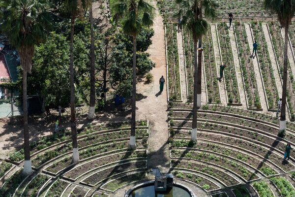 El campo en la ciudad, un plan de agricultura urbana en el corazón de Caracas | Fotos El campo en la ciudad, un plan de agricultura urbana en el corazón de Caracas | Fotos - Sputnik Mundo